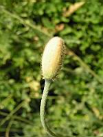 Papaver Atlanticum (fam. Papaveracees) (Europe meridionale) (02) (Photo F. Mrugala)